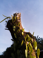 dead tree against blue sky