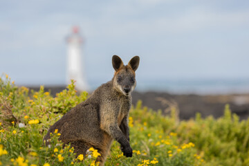 Australian Black Swamp Wallaby feeding on yellow flowered vegetation on the Victorian southern...