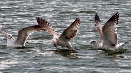 Seagulls swoop down from the air to catch prey in the water