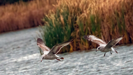 Seagulls swoop down from the air to catch prey in the water