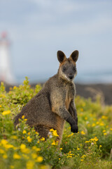 Australian Black Swamp Wallaby feeding on yellow flowered vegetation on the Victorian southern coast.
