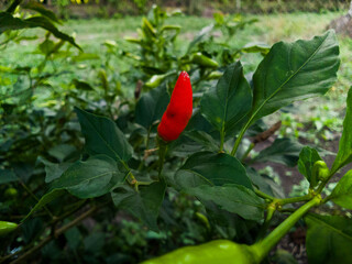 A photo of a chili pepper that ripened earlier than the others.