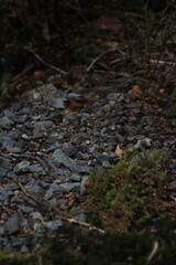 moss covered rocks
