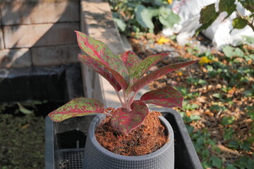 Stunning Aglaonema Red Stardust! Vibrant foliage adds a pop of color to any space.