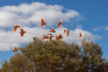 A flock of Major Mitchell Cockatoo's flying low over a tree in the MacDonald Rangers, Northern Territory, Australia and showing their bright orange wing plumage. © Stephen Browne