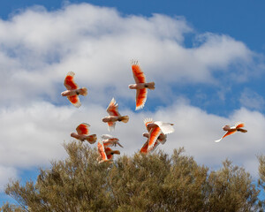 A flock of Major Mitchell Cockatoo's flying low over a tree in the MacDonald Rangers, Northern Territory, Australia and showing their bright orange wing plumage.
