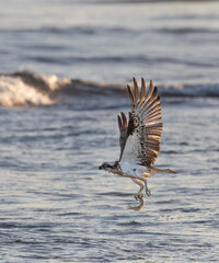 An Australian Eastern Osprey taken flight over the ocean surf with a fish in its talons and breaking surf in the background