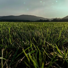 Fototapeta premium Lush Green Spring Meadow Grass Blades Sunny Sky Landscape