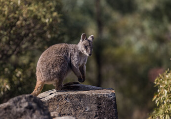Australian Brushtail Rock Wallaby sitting on a on rock platform at Policeman's Knob in Western Queensland