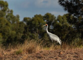 Brolga walking through the scrub in Western Queensland, Australia