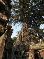 巨大なガジュマルの根がからみつくタ・プローム遺跡