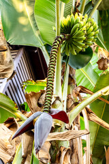 バナナの花