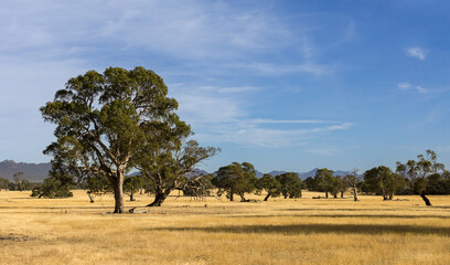Sheep grazing pasture with Red Gums and the Grampian Mountains in the background - Farmland in the Hamilton district of Western Victoria, Australia.