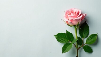 Fototapeta premium A single delicate pink rose with vibrant green leaves, elegantly arranged against a soft pastel background, symbolizes purity and grace