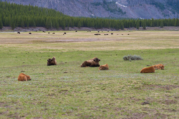 wild bison cows in the field © uMouse