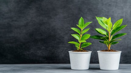 Fototapeta premium Two Young Plants Growing in White Pots Against a Dark Background