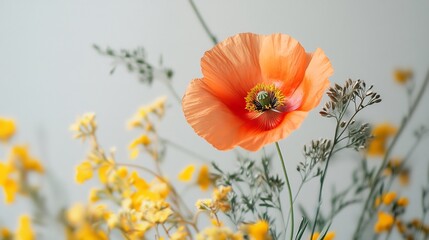 Fototapeta premium Soft light illuminates delicate peach poppy among yellow wildflowers. AI Generated