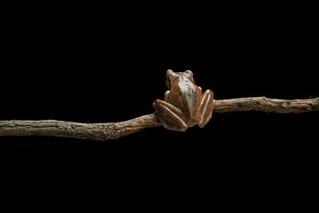 Tree frog resting on tree branch with large eyes for night vision