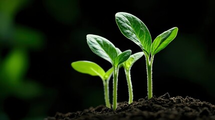 Naklejka premium Thriving Seedlings New Growth and Renewal in Rich Soil