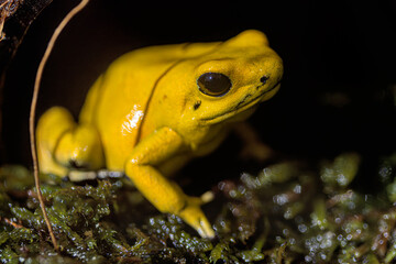 The golden poison frog - Phyllobates terribilis - Yellow 