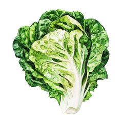 Fototapeta premium Photorealistic lettuce, vibrant green leaves, crisp white stem, detailed vegetable texture, botanical illustration, hyper-realistic, transparent background, PNG