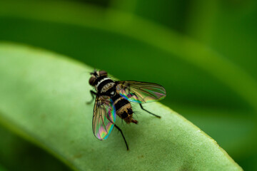 A leaf roller fly with colorful wings in macro detail