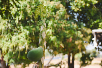 green papaya fruit growing on a papaya tree. The tree has a tall, slender trunk with a few leaves at the top. The background includes a road, some greenery, and a utility pole with power lines.