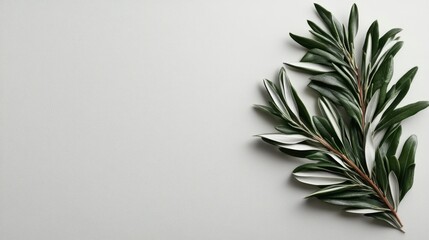 Elegant Greenery Variegated Olive Branches on a Light Gray Background