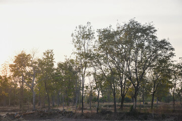 Obraz premium landscape with a field in the foreground and a line of trees in the background. The sun is either rising or setting, casting a warm glow over the scene.