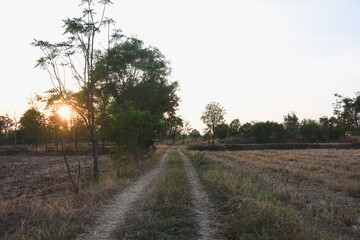 Obraz premium rural landscape with a dirt path running through the middle. The path is flanked by dry grass and trees on both sides. The sun is setting, casting a warm glow through.