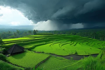 Gardinen Lush green rice terraces under dark stormy clouds in a rural landscape © EdvvinStudios