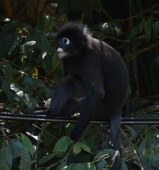 Obraz premium Pretty langur monkey resting on a wire in the Penang Botanical Gardens, Malaysia