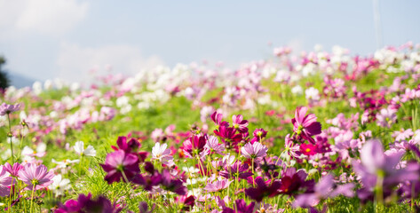 Colorful Cosmos flower in the field