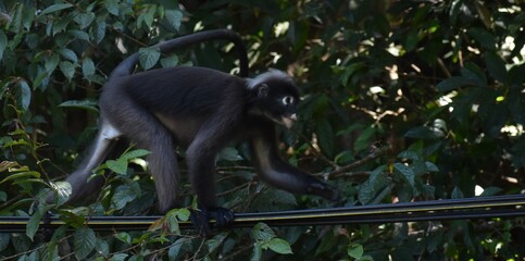 Beautiful langur monkey climbing on a wire in the Penang Botanical Gardens, Malaysia