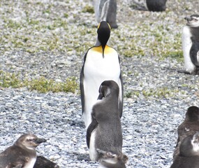Beautiful emperor penguin preening itself on a rocky beach