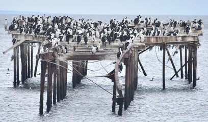 Large group of cormorants resting on an old wooden pier in Chile