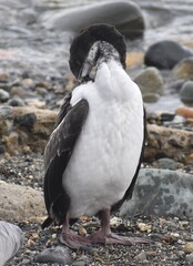 Close up of a cormorant preening its feathers near the waters edge