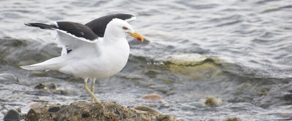 Seagull standing on a rock near the water about to fly