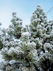 pine branches covered with fresh snow