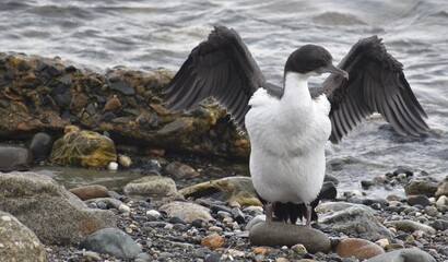 Cormorant drying its wings at the edge of the water
