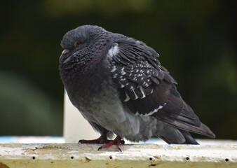 Pigeon in a park keeping warm by puffing up its feathers