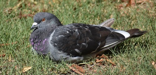Pretty pigeon sitting on the grass in a park