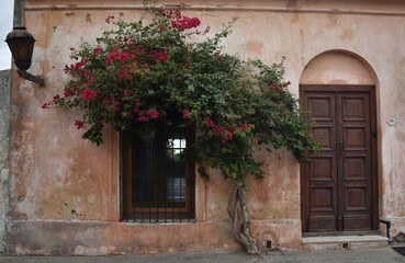 Beautiful flower growing at the front of a house in Colonia del Sacramento, Uruguay