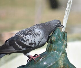 Thirsty pigeon drinking from a fountain