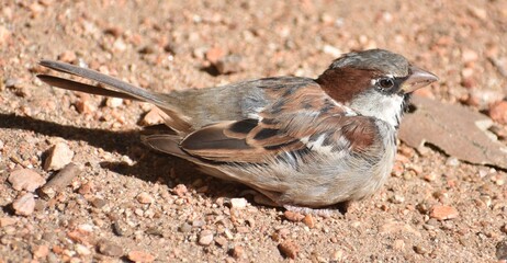 Close up of a pretty sparrow sitting on the ground