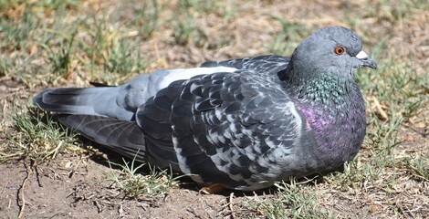 Beautifully coloured pigeon sitting on the ground in a park