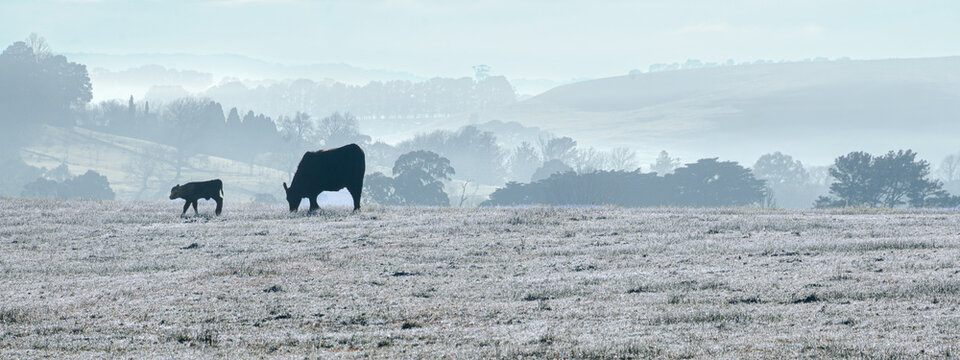 Panorama of cattle grazing on a cold, winter morning with frost. Mist and fog in the background over hills. Australian landscape. No people. Frosty. - Powered by Adobe