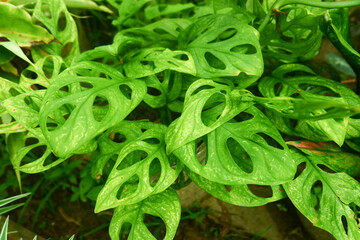 The Monstera deliciosa ornamental plant is a tropical plant, suitable for a summer nature...