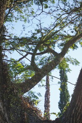 Curved tree branches and leaves and blue sky background