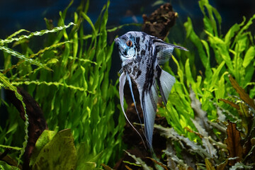 Marbled blue angelfish in a tropical freshwater aquarium.	